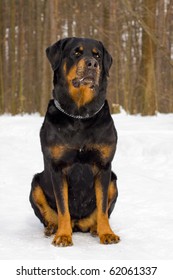 Rottweiler