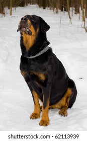 Rottweiler