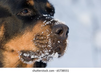 Rottweiler