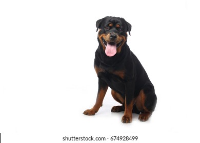 Rottweiler