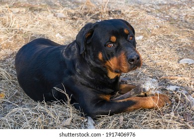 what color is a rottweiler