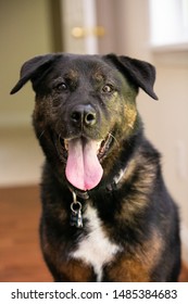 228 Rottweiler Akita Images, Stock Photos & Vectors 