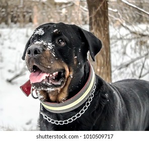 are rottweilers tolerant to snow