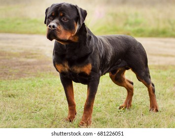 10,656 Dog muscles Images, Stock Photos & Vectors | Shutterstock