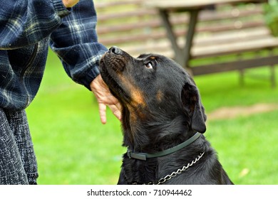 Rottweiler Dog