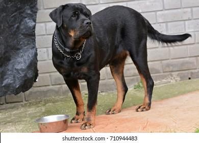 Rottweiler Dog