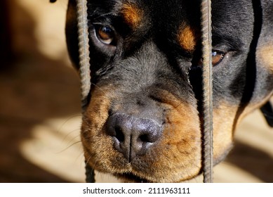 Rottweiler Dog Behind Bars . 