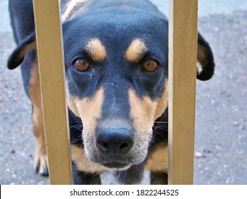  Rottweiler Dog Behind Locked Gate