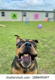 Rottweiler, Dog Catching Treat, Funny Face, Canine Enrichment Boarding Facility