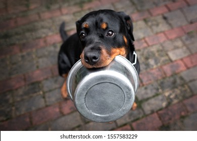 Rottweiler Dog Holding A Pet Food Bowl In Mouth