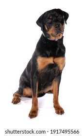 Rottweiler Dog isolated on a white background