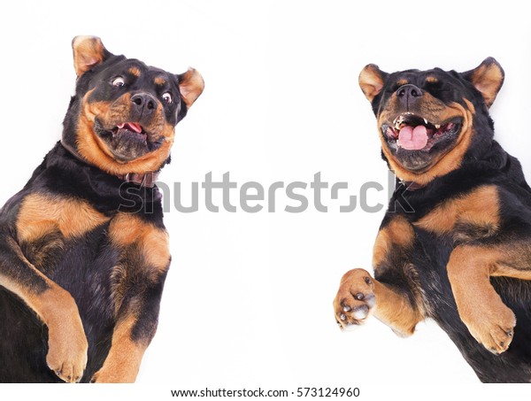 ロットツイラー犬は顔を作り 顔を引っ張り ふざけ 床に寝転がり 白い背景に犬 犬は笑い 舌を見せ 驚き 驚き 開いた目をした の写真素材 今すぐ編集