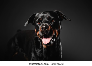 Rottweiler Dog On A Black Background In The Studio