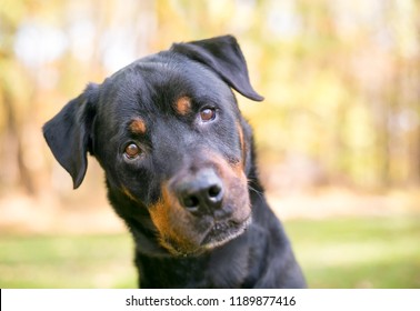 A Rottweiler Dog Outdoors Listening With A Head Tilt