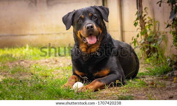 Rottweiler\
dog play with the ball in the garden happy\
