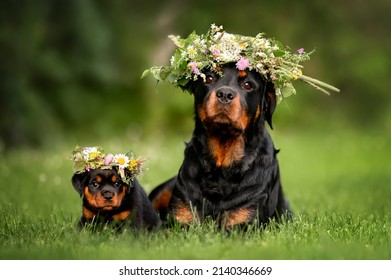 rottweiler dog and puppy posing in flower crowns for midsummer - Shutterstock ID 2140346669