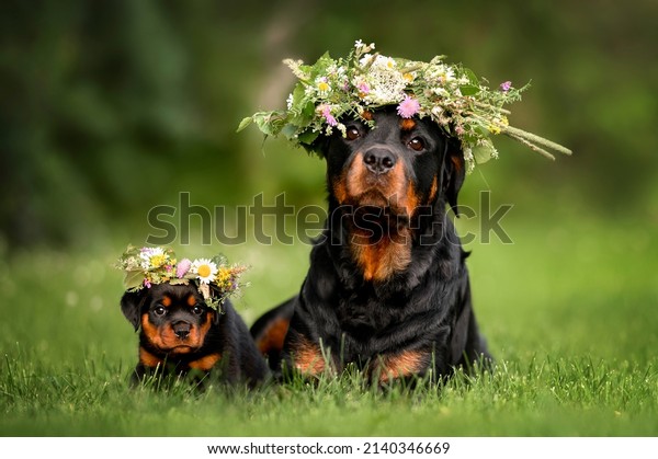 rottweiler dog and puppy posing in flower\
crowns for midsummer