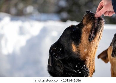 Rottweiler Dog Receiving Gently A Treat