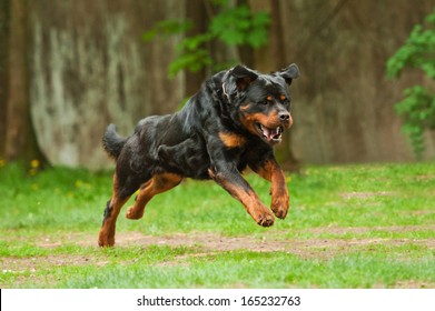 1,859 Rottweiler run Images, Stock Photos & Vectors | Shutterstock