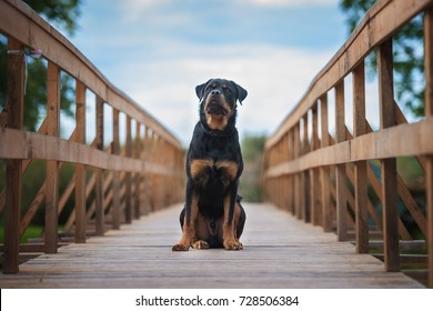 Rottweiler Dog Sitting On The Bridge