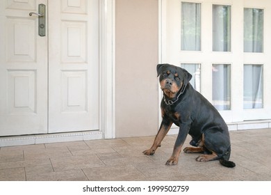 Rottweiler Dog Sitting Outside House Door, Act As Guard Dog For Home Security.