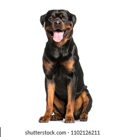 Rottweiler dog sitting and panting, isolated - Shutterstock ID 1102126211