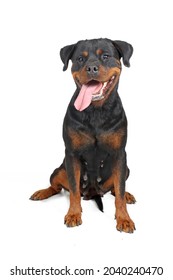 Rottweiler Guard Dog Sitting Isolated On White Background