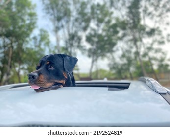 Rottweiler Loves To Take A  Sunroof View 