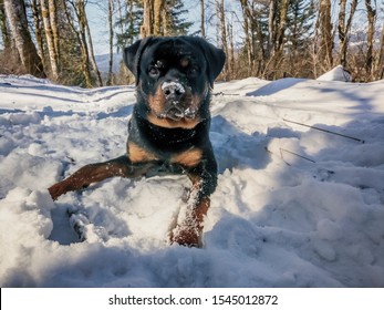 are rottweilers tolerant to snow