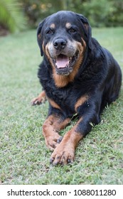 Rottweiler On Guard In Garden