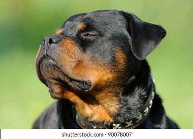 Rottweiler Portrait