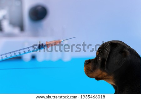 Rottweiler profile head with syringe, vaccine and microscope out of focus background isolated in blue and white color.