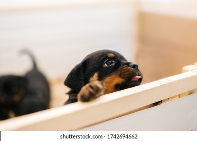 ロットワイラー犬 Hd Stock Images Shutterstock