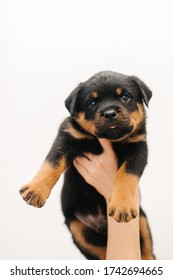 Rottweiler Puppies, Little Dog In Home