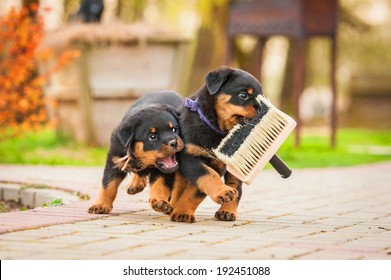 Rottweiler Puppies Playing With Paint Brush