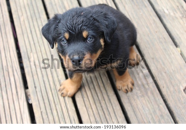 rottweiler puppies 2 months