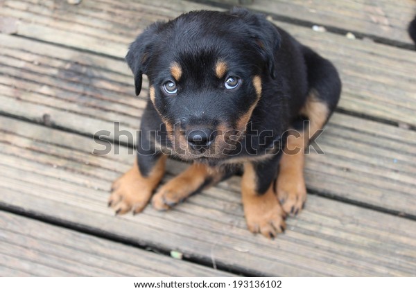 rottweiler puppies 2 months