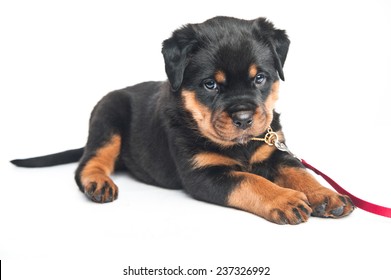 Rottweiler Puppy