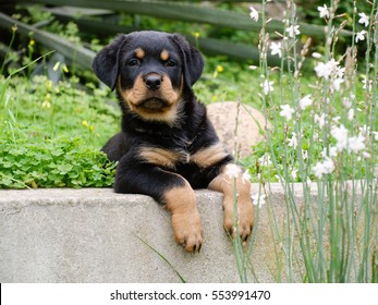 Rottweiler Puppy