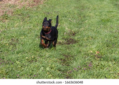 A rottweiler puppy 4 montht old runs through the field - Shutterstock ID 1663636048