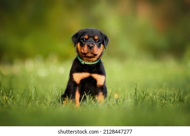 rottweiler puppy in a collar sitting on grass in summer