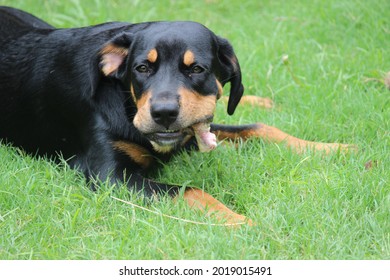 Rottweiler Puppy Eating Raw Diet Biologically Stock Photo 2019015491 ...