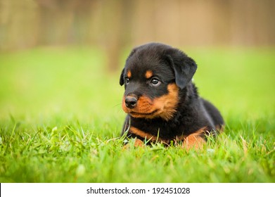 baby rottweiler dog