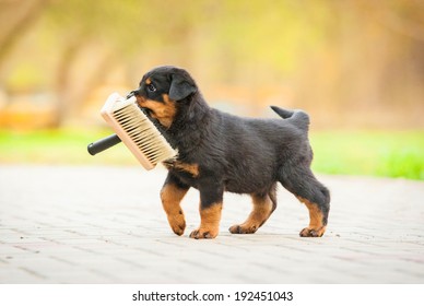 Rottweiler Puppy Playing With Paint Brush