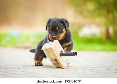 Rottweiler Puppy Playing With Paint Brush