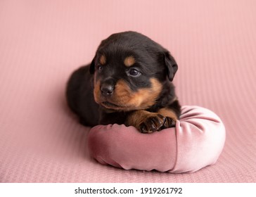 Rottweiler Puppy Puppies Cute Dog