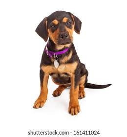 Rottweiler Puppy Wearing A Purple Collar And Blank Tag Sitting Against A White Background