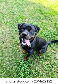 A Rottweiler Sitting For Treats 