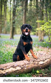 Rottweiler Sitting In A Woodland