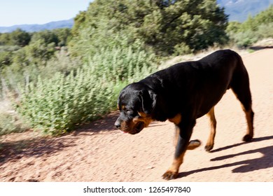 Rottweiler Spots Something In The Brush And Moves Towards It With Excitement.